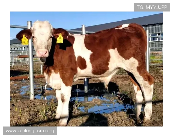 玩转尊龙凯时真人游戏，带你进入全新的棋牌游戏时代